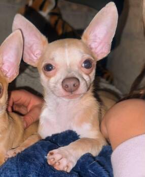 Pistachio -  Chihuahua Dog for Adoption in Grantville, Pennsylvania - Pistachio | PetCurious