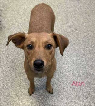 Rescue Black Mouth Cur and German Pinscher Dogs for Adoption in De Soto, Iowa - Atari | PetCurious