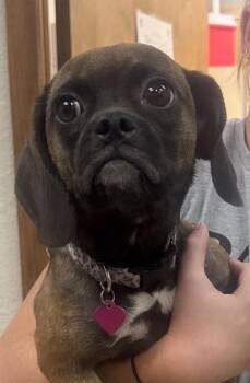 Millie -  Pug and Beagle Dog for Adoption in Valley Park, Oklahoma - Millie | PetCurious