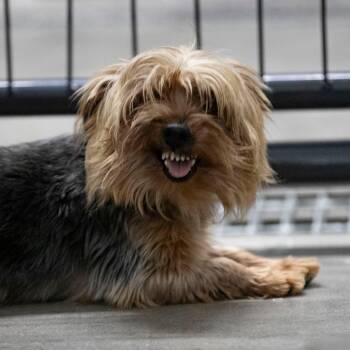 Yorkshire Terrier Dogs Available for Adoption in Peyton, Colorado - Floyd (MR26-342) | PetCurious
