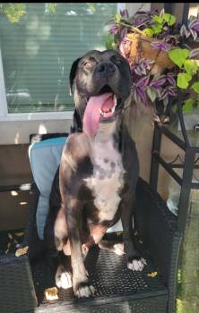 Rescue Cane Corso and Great Dane Dogs for Adoption in Seal Beach, California - Bailey | PetCurious