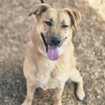 Rescue German Shepherd Dog and Mixed Breed Dogs for Adoption in Albuquerque, New Mexico - PEACHES | PetCurious