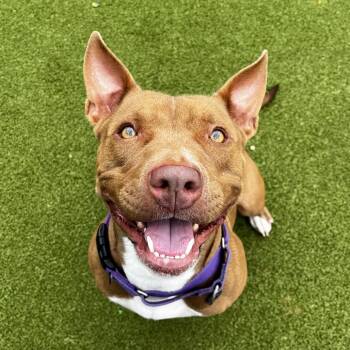 Maggie -  Pit Bull Terrier Dog for Adoption in Lakeland, Florida - Maggie | PetCurious