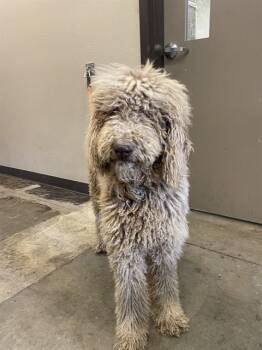 Poodle Dogs Available for Adoption in Ontario, California - PEARL | PetCurious