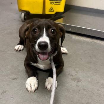 Panini -  Mixed Breed Dog for Adoption in Yuma, Arizona - Panini | PetCurious