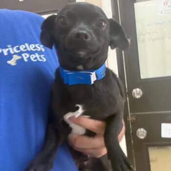 Swaggy - Chino Hills Location -  Chihuahua and Mixed Breed Dog for Adoption in Chino Hills, California - Swaggy - Chino Hills Location | PetCurious