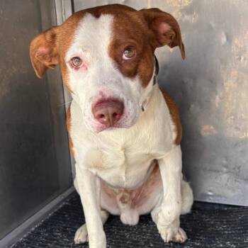 Pit Bull Terrier and Mixed Breed Dogs Available for Adoption - Jet | PetCurious