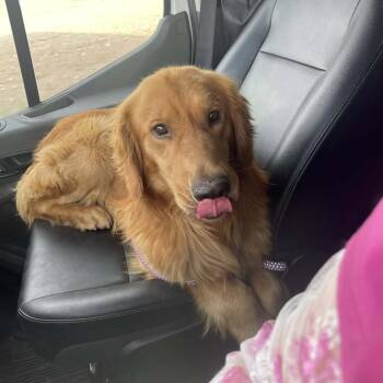 Golden Retriever Dogs Available for Adoption in Fort Collins, Colorado - Otis | PetCurious