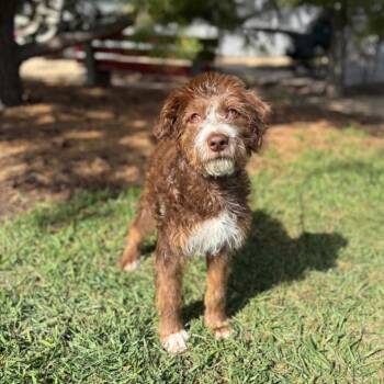 Wirehaired Terrier and Mixed Breed Dogs Available for Adoption in Fargo, North Dakota - Curly Q--In Foster | PetCurious