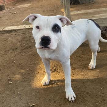 Pit Bull Terrier Dogs Available for Adoption - Lilipup | PetCurious