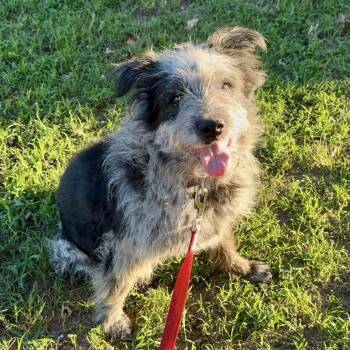Rescue Australian Cattle Dog Blue Heeler Dogs for Adoption in Springfield, Missouri - Minnow | PetCurious