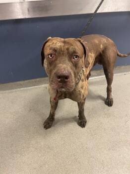 American Bulldog and Mixed Breed Dogs Available for Adoption in Doral, Florida - AIKO | PetCurious