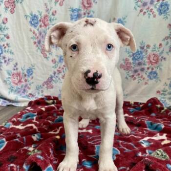 Terrier Dogs Available for Adoption in Jefferson City, Tennessee - Mason | PetCurious