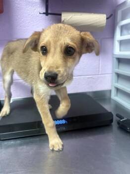 61391722 -  Mixed Breed Dog for Adoption in El Paso, Texas - 61391722 | PetCurious