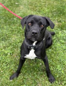 Ozzy -  Mixed Breed Dog for Adoption in Reisterstown, Maryland - Ozzy | PetCurious