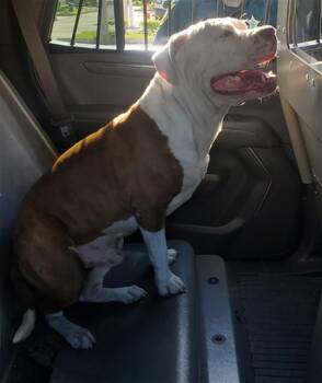 American Staffordshire Terrier Dogs Available for Adoption in Fort Lauderdale, Florida - BUSTER | PetCurious