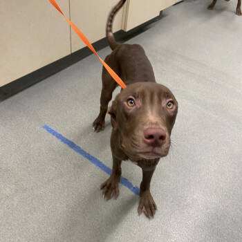 Rescue Pit Bull Terrier Dogs for Adoption in Westminster, California - WAGS-A-20028 | PetCurious