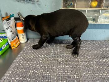Labrador Retriever Dogs Available for Adoption in Brookhaven, Mississippi - Vernee 26 | PetCurious