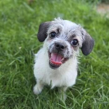 Spanky (Emory) -  Terrier and Mixed Breed Dog for Adoption in Alma, Wisconsin - Spanky (Emory) | PetCurious