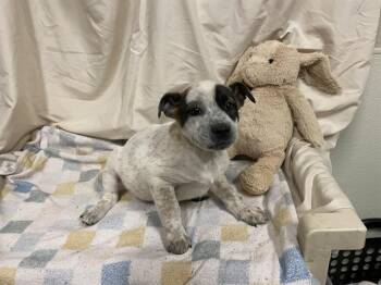 Australian Cattle Dog Blue Heeler and Mixed Breed Dogs Available for Adoption - A607989 | PetCurious