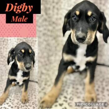 Hound Dogs Available for Adoption - Digby | PetCurious