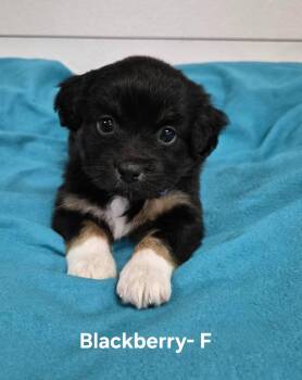 Blackberry -  Australian Shepherd Dog for Adoption in Hillside, Illinois - Blackberry | PetCurious