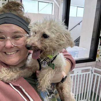 Carabiner 14178 -  Miniature Poodle Dog for Adoption in San Francisco, California - Carabiner 14178 | PetCurious
