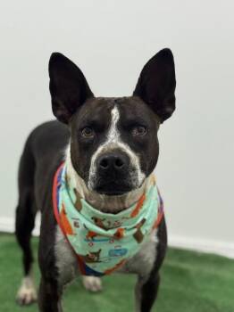 Feist and Rat Terrier Dogs Available for Adoption - Miles | PetCurious