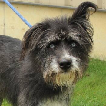 Asher -  Poodle Dog for Adoption in Eaton, Ohio - Asher | PetCurious
