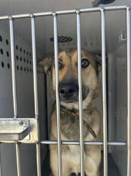 MISSY -  German Shepherd Dog and Mixed Breed Dog for Adoption in Sacramento, California - MISSY | PetCurious