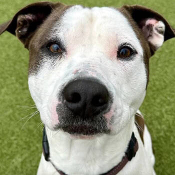 Rescue Mixed Breed Dogs for Adoption in Kingman, Kansas - Afton | PetCurious