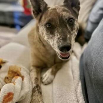 Monet -  Catahoula Leopard Dog Dog for Adoption in Alvin, Texas - Monet | PetCurious