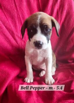 Boxer Dogs Available for Adoption in Hillside, Illinois - Bell Pepper | PetCurious