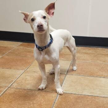 FWT Ari -  Chihuahua and Mixed Breed Dog for Adoption in Midland, Texas - FWT Ari | PetCurious