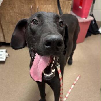 Tootsie -  Great Dane and Chocolate Labrador Retriever Dog for Adoption in Hinesville, Georgia - Tootsie | PetCurious