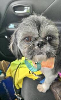 Ozzy -  Shih Tzu Dog for Adoption in Gloucester Township, New Jersey - Ozzy | PetCurious