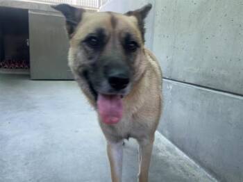 Rescue German Shepherd Dog Dogs for Adoption in Pasadena, California - KONA | PetCurious