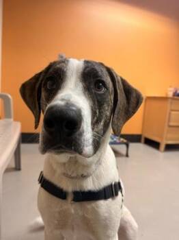 Canyon -  Hound Dog for Adoption in Bellingham, Washington - Canyon | PetCurious
