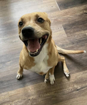 Rescue Mixed Breed Dogs for Adoption in Chattanooga, Tennessee - Violet | PetCurious