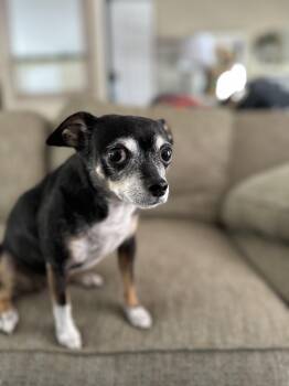 Chihuahua Dogs Available for Adoption - Minnie | PetCurious