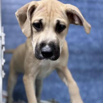 Leia -  Shepherd Dog for Adoption in South Elgin, Illinois - Leia | PetCurious