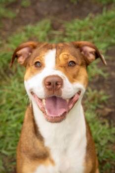 Rescue Mixed Breed Dogs for Adoption in Myrtle Beach, South Carolina - Louise | PetCurious