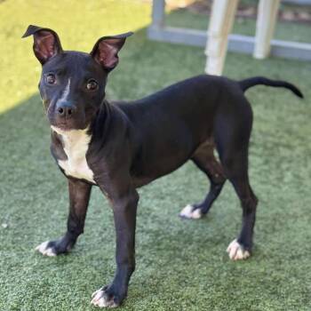 Rescue Pit Bull Terrier Dogs for Adoption in Godfrey, Illinois - Emma | PetCurious