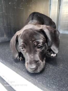 KATARA -  Labrador Retriever Dog for Adoption in San Antonio, Texas - KATARA | PetCurious