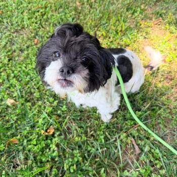 Elsie -  Shih Tzu Dog for Adoption in Jarrettsville, Maryland - Elsie | PetCurious