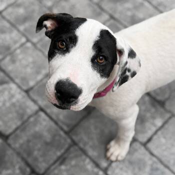 Panda -  American Bulldog and Dalmatian Dog for Adoption in Chatham, New Jersey - Panda | PetCurious