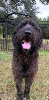 Finnegan -  Schnauzer and Poodle Dog for Adoption in Garden Valley, Idaho - Finnegan | PetCurious