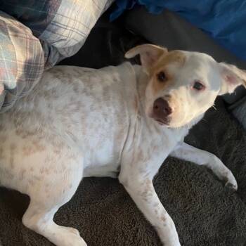 Murdock BR-JC1001-T -  Labrador Retriever and Yellow Labrador Retriever Dog for Adoption in Missouri City, Texas - Murdock BR-JC1001-T | PetCurious