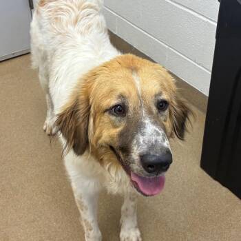 Australian Shepherd Dogs Available for Adoption in Corpus Christi, Texas - Summer | PetCurious
