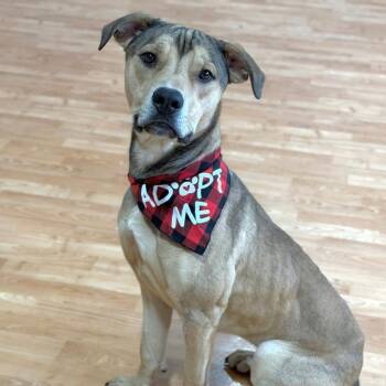 Mixed Breed Dogs Available for Adoption - Fender | PetCurious